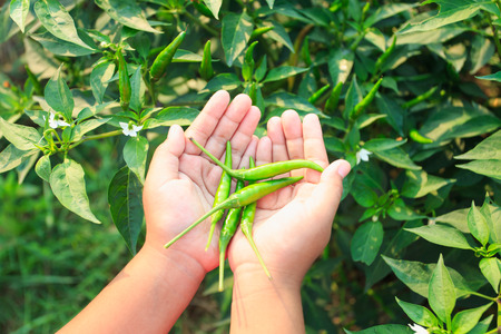 fresh green chili plant in farmの写真素材
