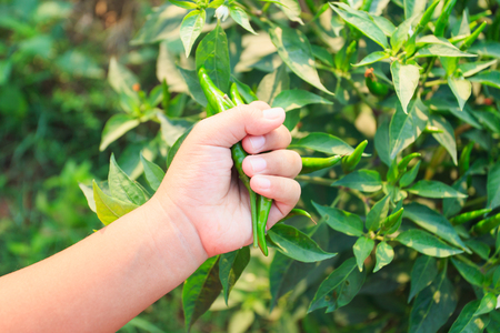 fresh green chili plant in farmの写真素材