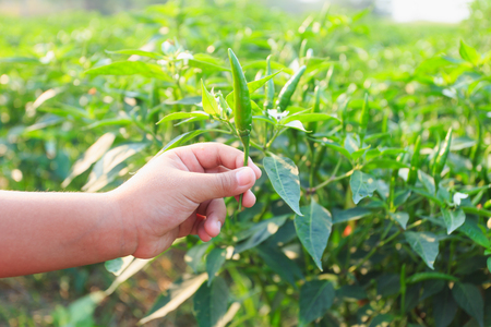 fresh green chili plant in farmの写真素材
