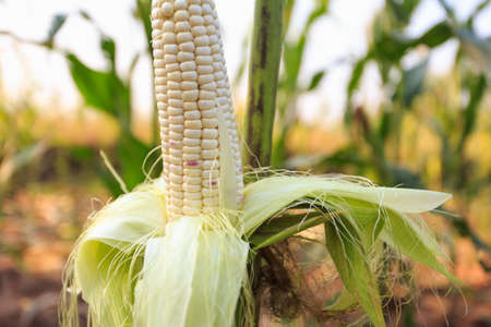 corn field, corn on the cob at farm in northeast of Thailandの写真素材