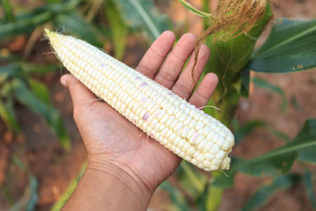 corn field, corn on the cob at farm in northeast of Thailand