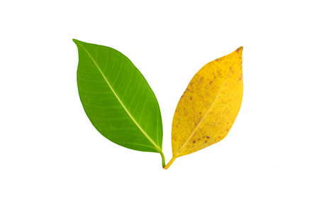 Tree leave with two color