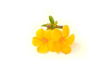 yellow flower isolated on white backgroundの写真素材