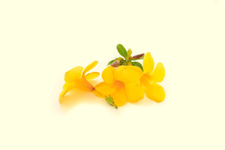 yellow flower isolated on white backgroundの写真素材