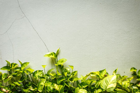Green ivy on wallの写真素材