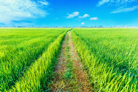Green paddy rice field in the morning at Northeast of Thailandの写真素材