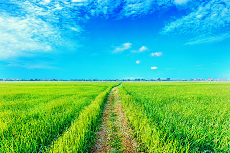 Green paddy rice field in the morning at Northeast of Thailandの写真素材