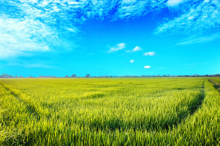 Green paddy rice field in the morning at Northeast of Thailandの写真素材