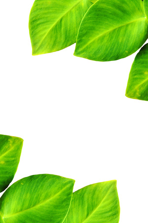 Green leaf on white backgroundの写真素材
