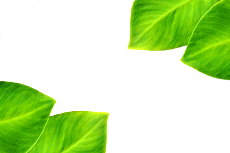 Green leaf on white backgroundの写真素材