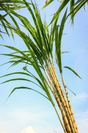 sugarcaneの写真素材