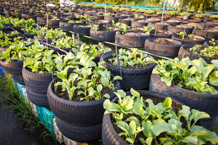recycle of tire used in organic vegetable farmの写真素材