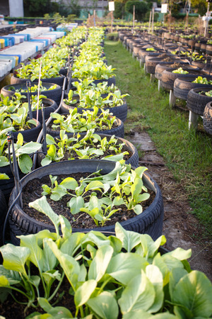 recycle of tire used in organic vegetable farmの写真素材