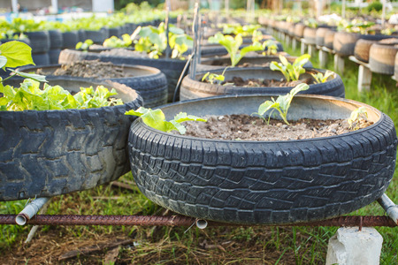 recycle of tire used in organic vegetable farmの写真素材
