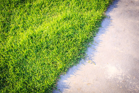 stone way in green grass の写真素材
