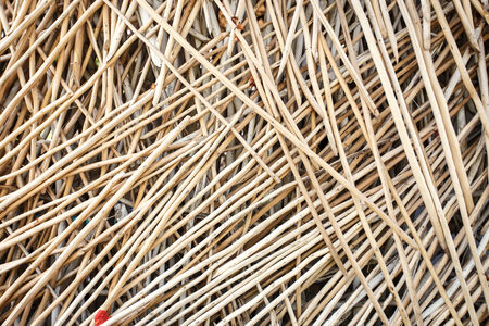 Abstract of tree branchの写真素材