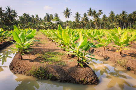 Young banana tree plantation in Thailandの写真素材