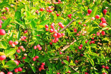 Carissa carandas L. local Thai fruitの写真素材