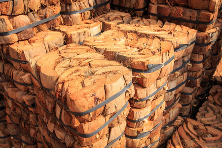 Pattern of old coconutの写真素材
