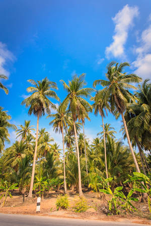 Coconut treeの写真素材