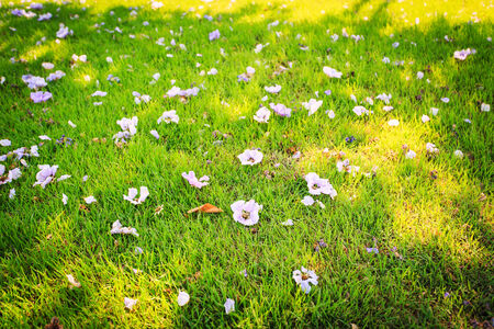 Flowers on green grassの写真素材