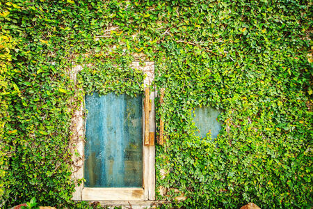 Green ivy on wall with wooden windows frameの写真素材