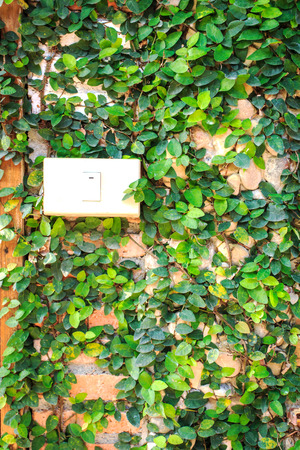 Green ivy on wall with light switchの写真素材