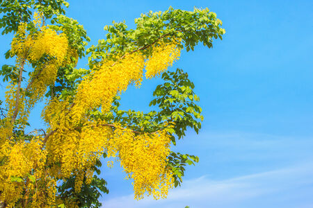 Yellow flower with clear sky backgroundの写真素材