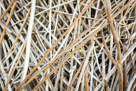Abstract of tree branchの写真素材