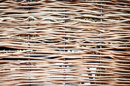 Abstract of tree branch backgroundの写真素材