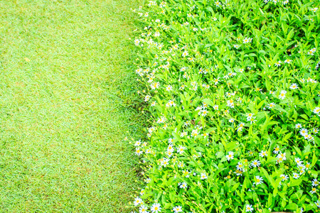flower in gardenの写真素材