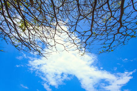 blue sky with cloudの写真素材