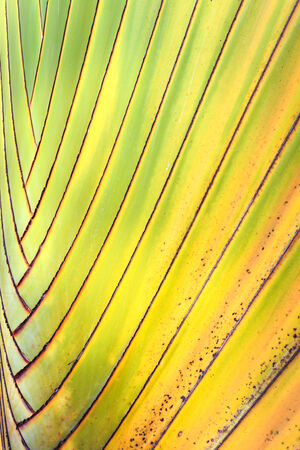 Banana tree pattern for backgroundの写真素材