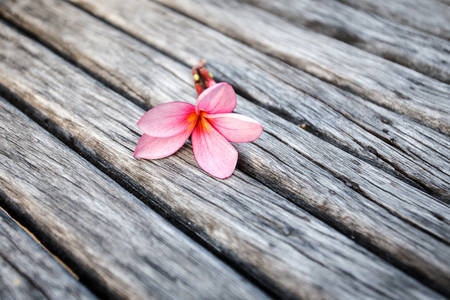Flower on woodの写真素材