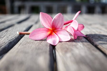 Flower on woodの写真素材