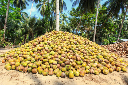 Old coconut on the groundの写真素材