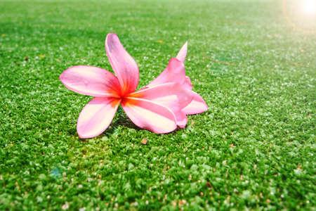 Pink plumeria flower on green grassの写真素材