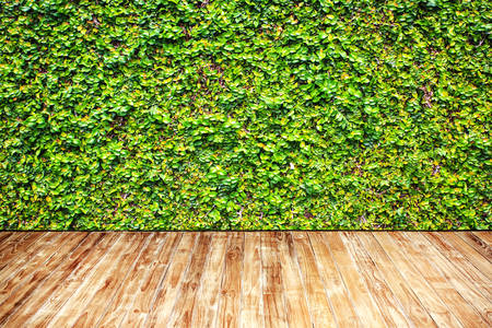 Green plant on wallの写真素材