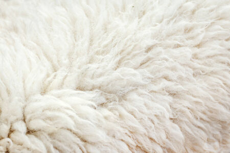 wool sheepの写真素材