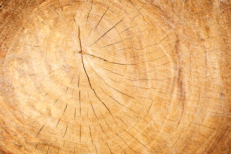 Wood textureの写真素材