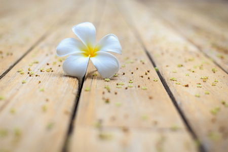 White Flower, Plumeria flower or Frangipani on old wood plankの写真素材