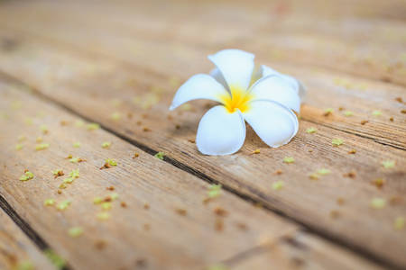 White Flower, Plumeria flower or Frangipani on old wood plankの写真素材