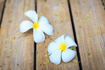 White Flower, Plumeria flower or Frangipani on old wood plankの写真素材