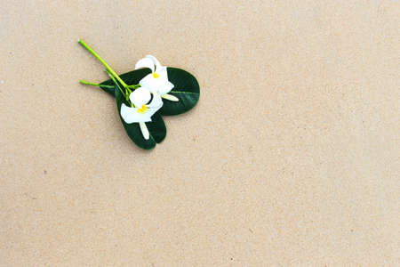 White flower, Plumeria flower or Frangipani on the beachの写真素材