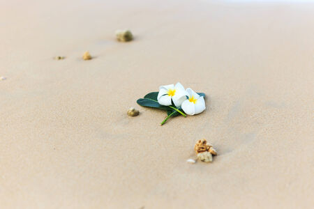 White flower, Plumeria flower or Frangipani on the beachの写真素材