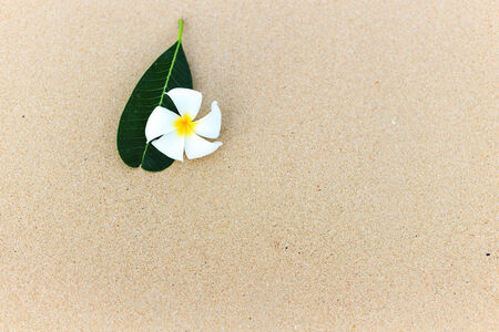 White flower, Plumeria flower or Frangipani on the beachの写真素材