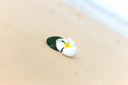 White flower, Plumeria flower or Frangipani on the beachの写真素材