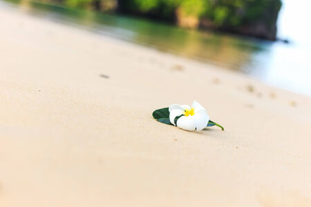 White flower, Plumeria flower or Frangipani on the beachの写真素材
