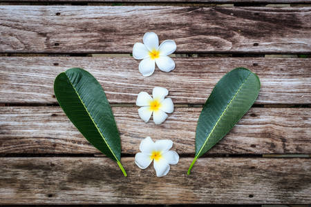Plumeria flower or Frangipani on old wood plankの写真素材