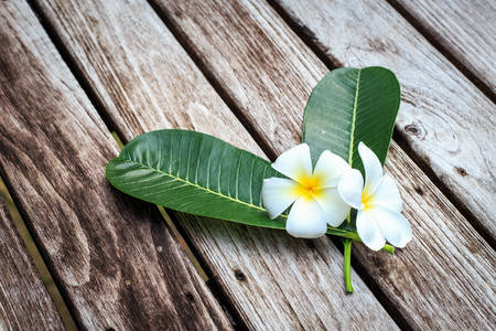 Plumeria flower or Frangipani on old wood plankの写真素材